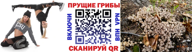 гидра как зайти  Великий Новгород  Галлюциногенные грибы прущие грибы 